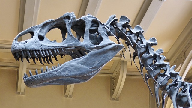 Dinosaur Fossil Image