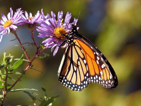 Butterfly on flower